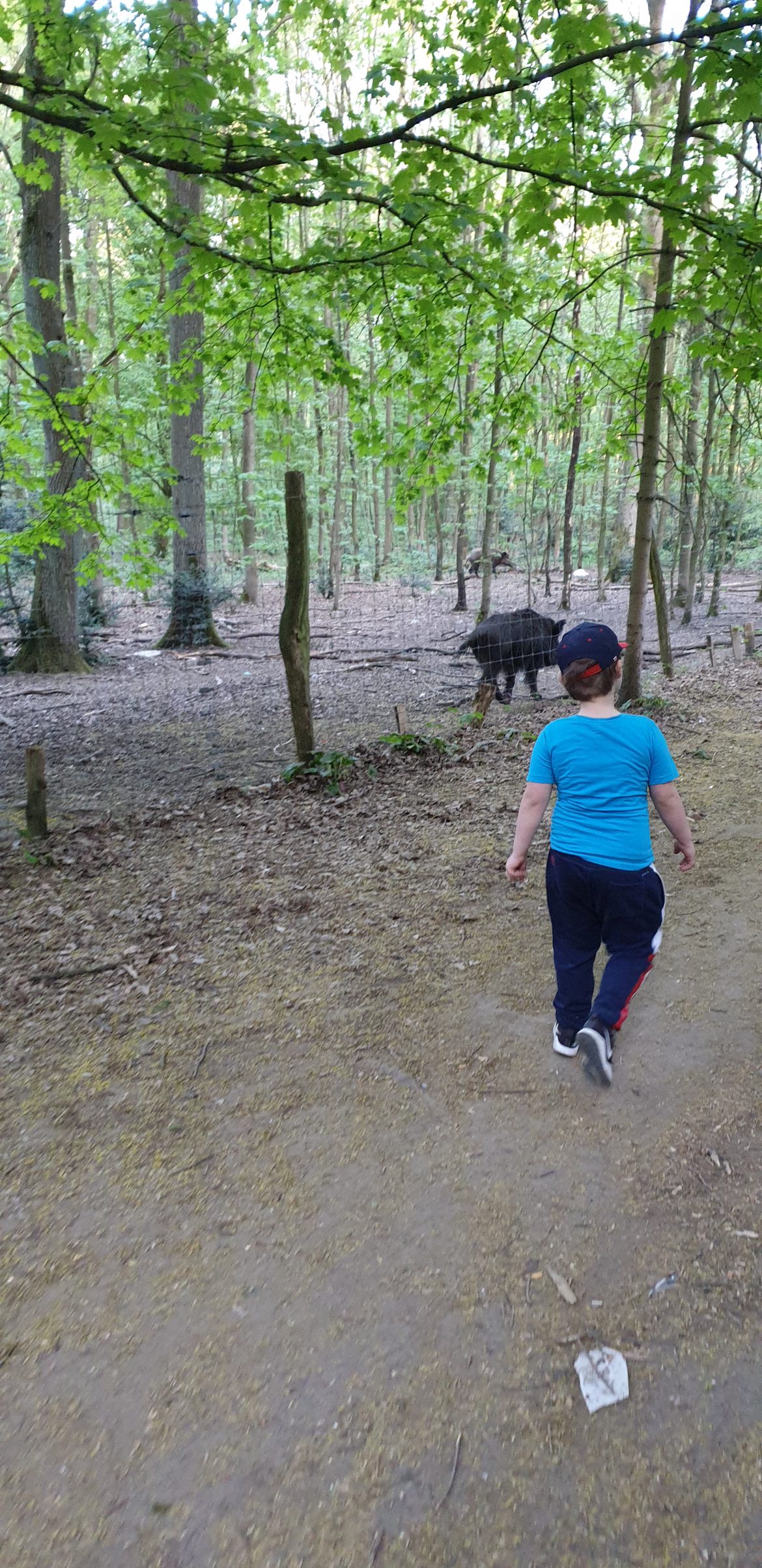 Waldspaziergang mit einem Besuch bei den Wildschweinen