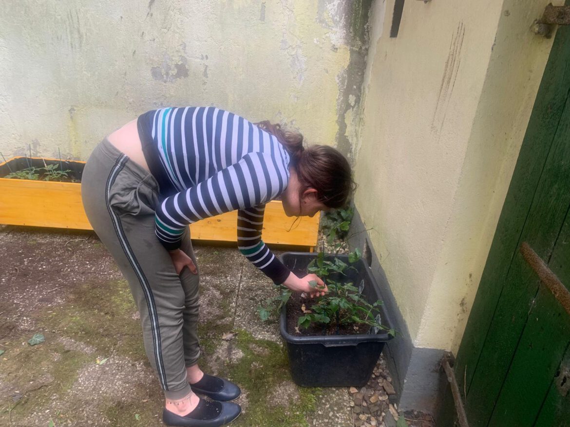 Es wächst und gedeiht in Giulias Hochbeeten