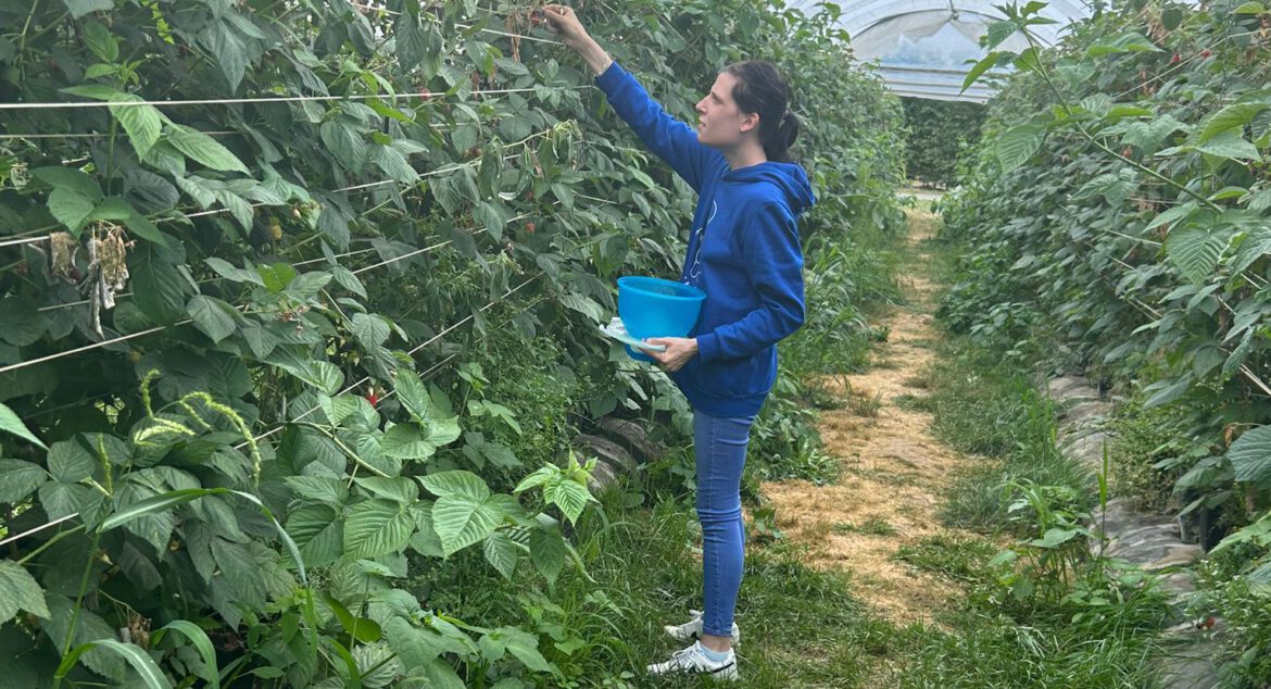 Wir haben heute beschlossen, Obst pflücken zu gehen.